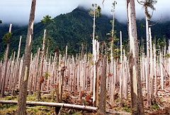 2002 - La Réunion B27 (Cirque de Cilaos - Arbres décimés par le cyclone Dina (Janvier 2002))